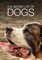  Тайная жизнь собак (2017) смотреть онлайн в HD